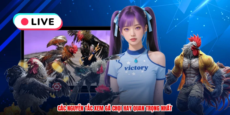 Các nguyên tắc xem gà chọi hay quan trọng nhất